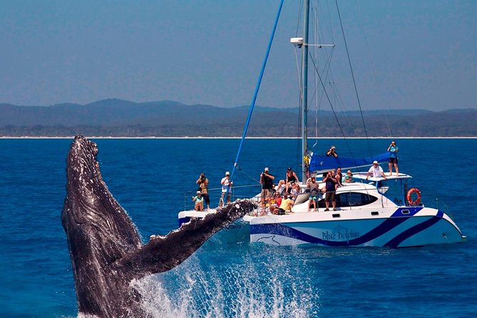 Fraser Island Whale Watch Encounter