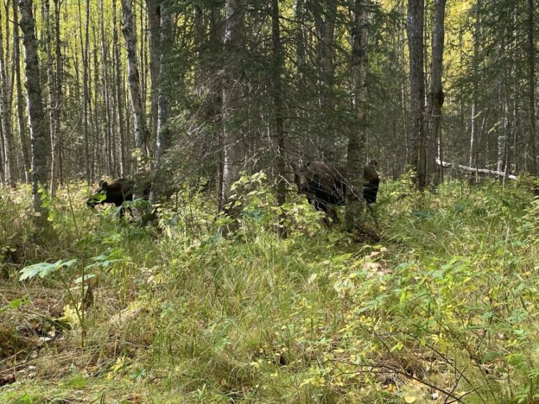 From Anchorage: Chugach State Park Walk With Naturalist