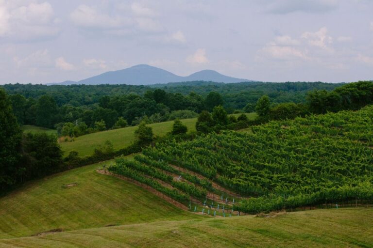 From Atlanta: Half-Day Wine Country Tour