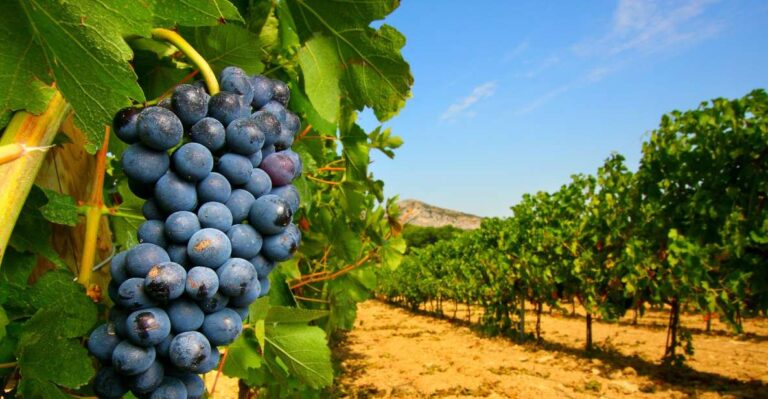 From Avignon: Half-Day Great Vineyards Tour