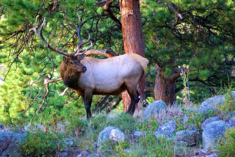 From Denver: Guided Hike in Rocky Mountain National Park