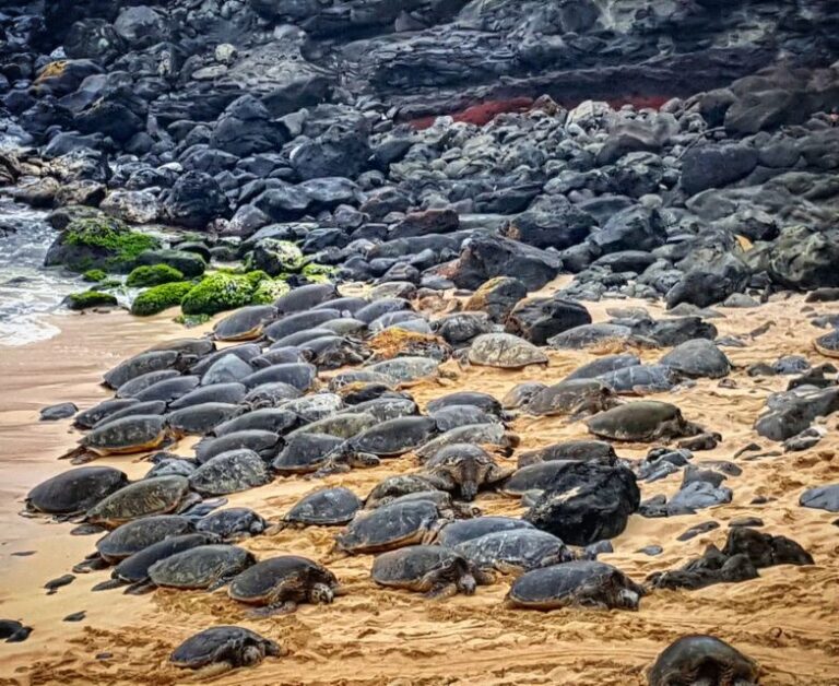 From Lahaina, Maui: Road to Hana Tour