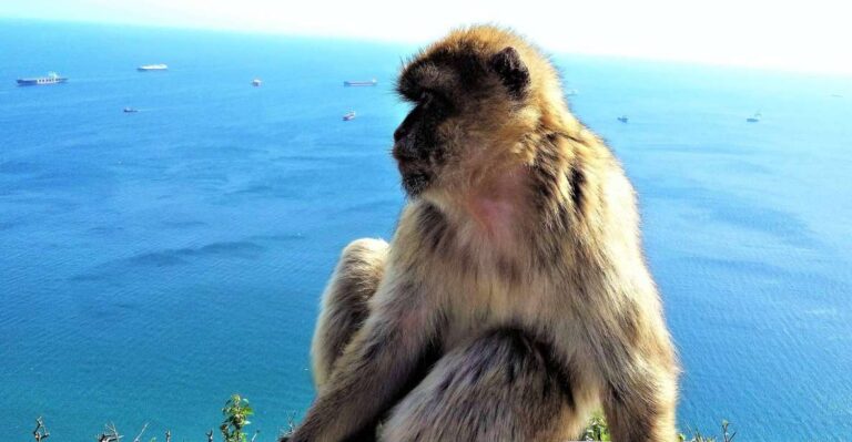 From Málaga or Marbella: Private Gibraltar Tour