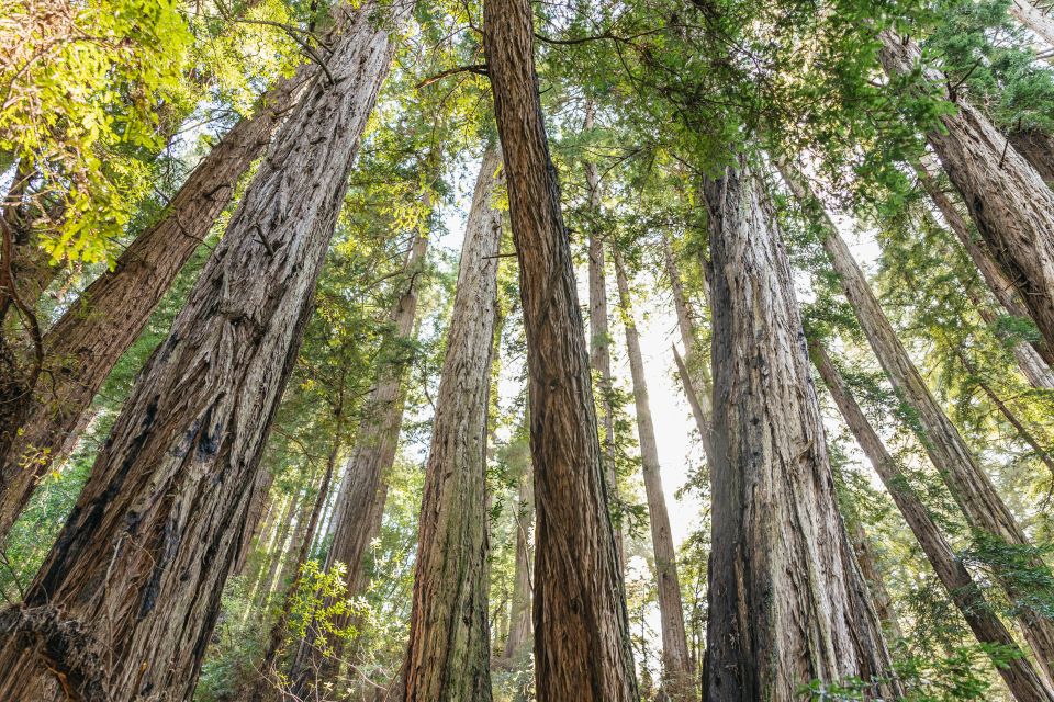 From San Francisco: Muir Woods National Monument Guided Tour - Itinerary