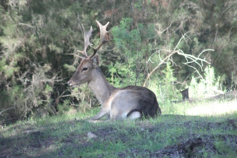 From Seville: Doñana National Park Full-Day Private Tour