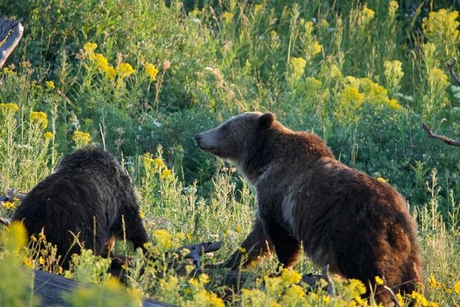 Full-Day Guided Yellowstone Day Tour