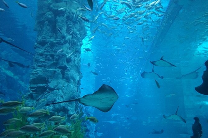 Full-Day Private Lotte Tower, Aquarium and Lotte World Theme Park Tour  - Exploring the Aquatic World