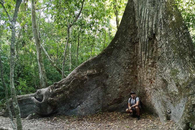 Full-Day Tikal Architecture, Culture and Nature Tour  - Belize - Tour Inclusions and Meeting/Pickup Details