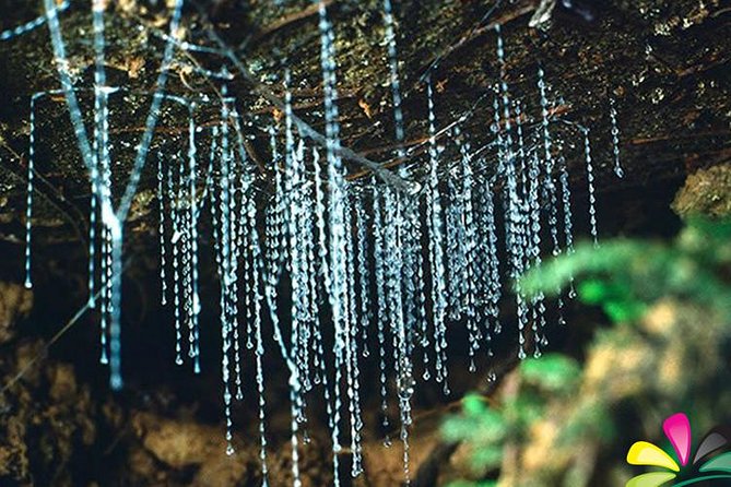 Glow Worm Evening Eco-Adventure From the Gold Coast