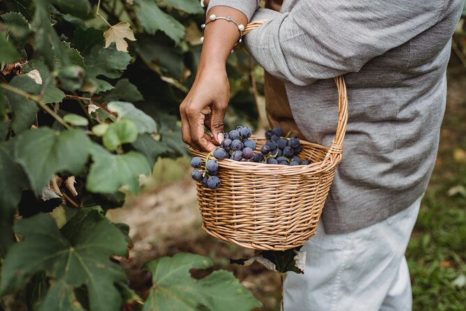 Guided Vineyard Tour With Wine Tasting in Saint-Émilion