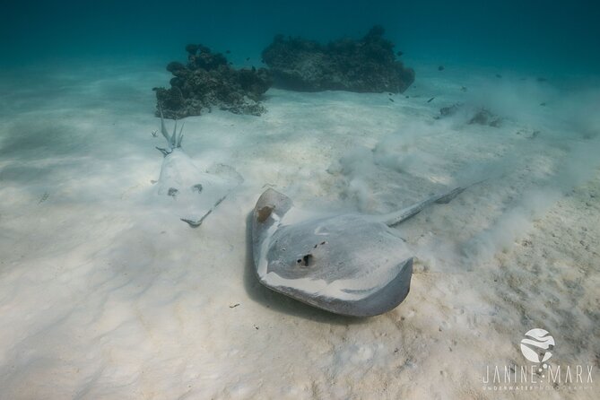 Half Day Snorkel 2.5hr Turtle Tour on the Ningaloo Reef, Exmouth