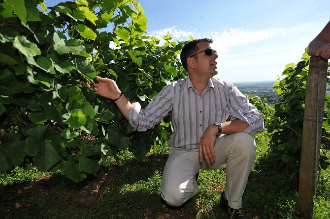 Half Day Tour of the Cote De Nuits Vineyards From Dijon