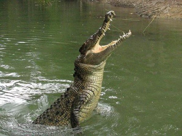 Hartleys Crocodile Adventures Day Trip From Cairns - Meeting and Pickup Details