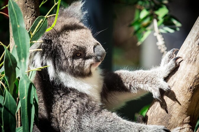 Healesville Sanctuary General Entry Ticket