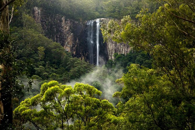 Hinterland Magic & Glow-worm Experience - Exploring the Gondwana Rainforests