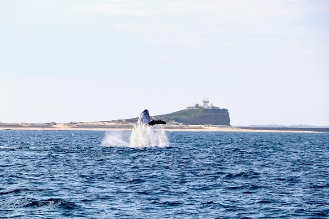 Humpback Whale Encounter Tour From Newcastle - Tour Highlights and Features