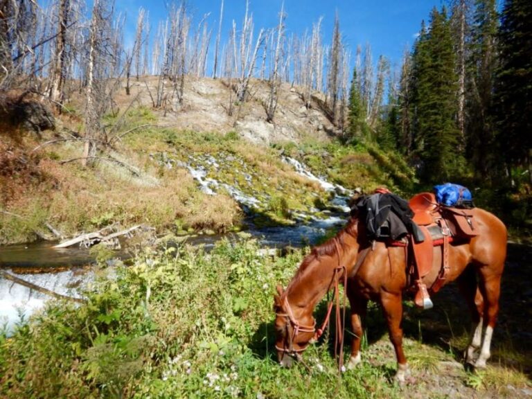 Jackson Hole: Dinner Cookout & Bridger-Teton Horseback Ride