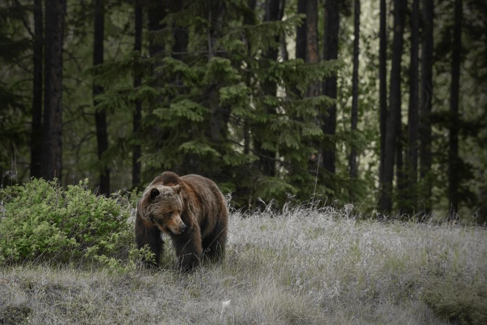 Jasper: Maligne Valley Wildlife Watching & Boat Tour - Tour Details