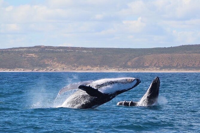 Kalbarri Whale Watching Tour