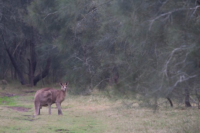 Kangaroos, Mangroves and the Ocean - Exploring Brisbanes Coastal Wonders