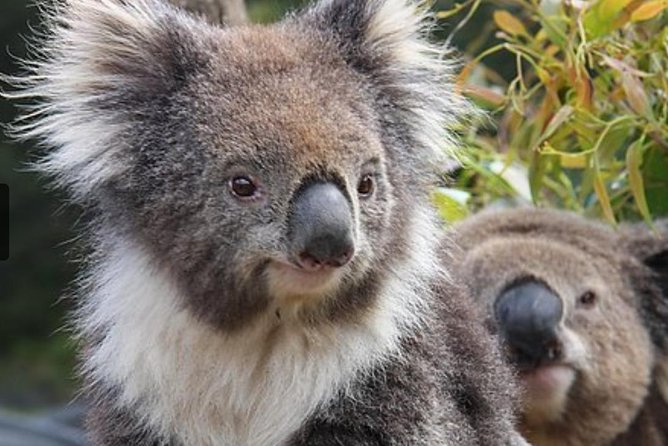 Kuranda Koala Gardens General Entry Ticket - Experience Overview and Highlights