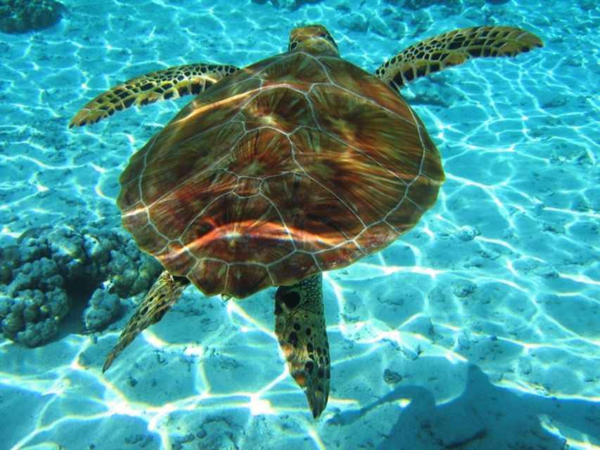 Laganas: Zakynthos Marine Park and Turtle Spotting Boat Tour - Tour Essentials and Pricing