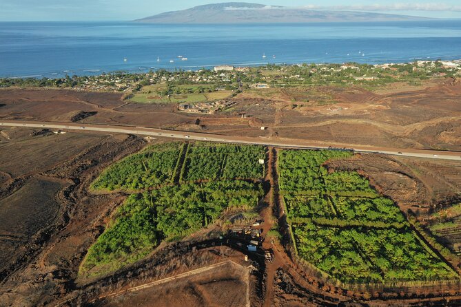 Lahaina: Maui Kuia Estate Guided Cacao Farm Tour and Tasting