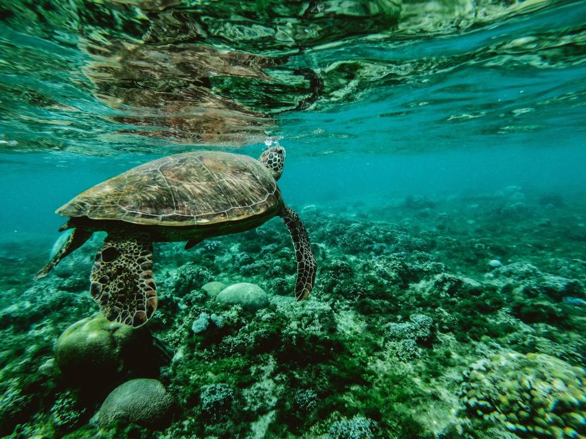 Lahaina: Turtle Town Snorkeling Trip With Photo and Video - Experience Highlights