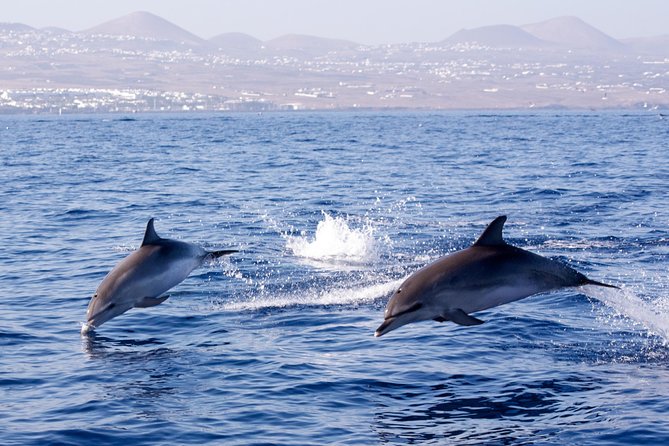 Lanzarote Sea Safari From Puerto Calero - Tour Details