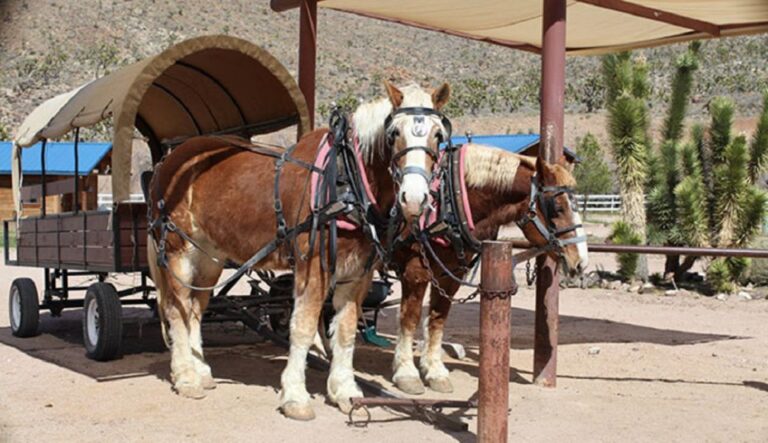 Las Vegas: Grand Canyon Ranch Tour With Horseback/Wagon Ride