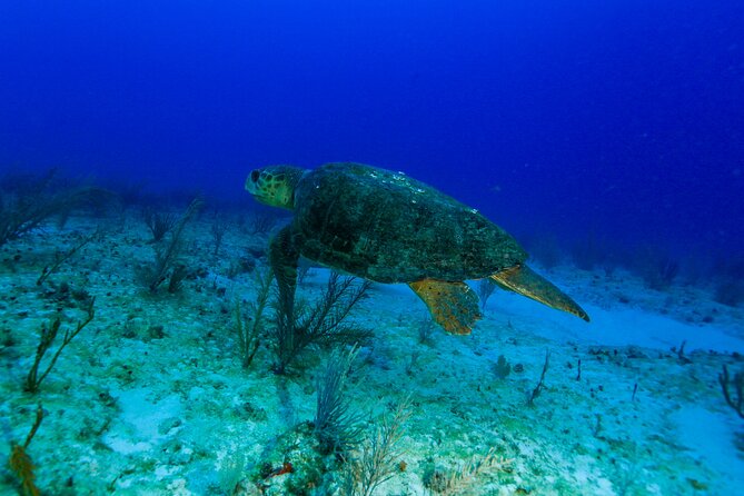 Local Reef Dives for Certified Divers