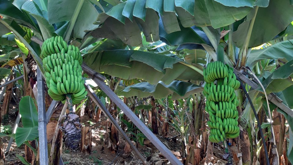 Madeira: Private Banana Farm Tour With Pickup - Tour Overview