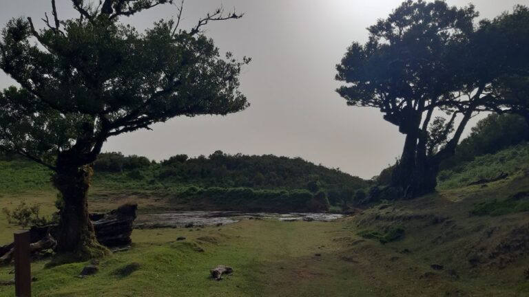 Madeira: Private Tour of Fanal Forest