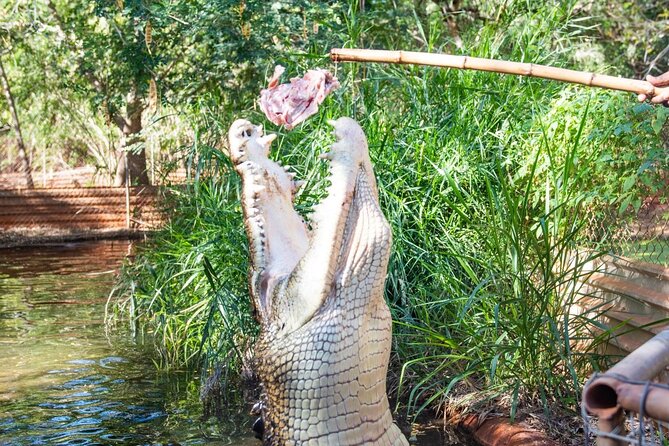 Malcolm Douglas Crocodile Park Tour Including Transportation