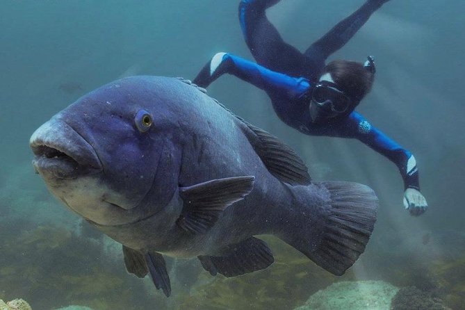 Marine Discovery + Snorkeling Cruise - Port Stephens - Cruise Highlights and Features