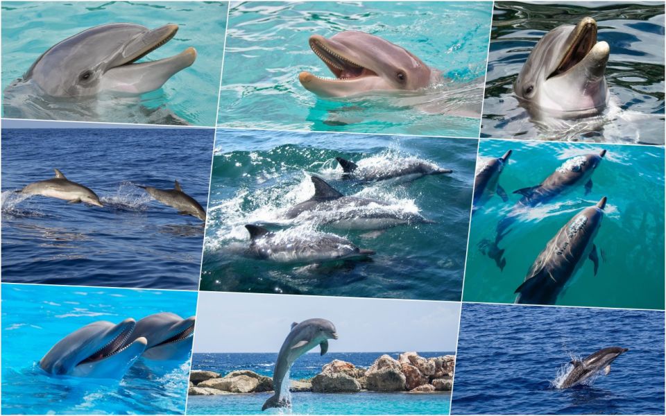 Miami: Day Trip to Key West W/ Dolphin Watching & Snorkeling - Activity Details