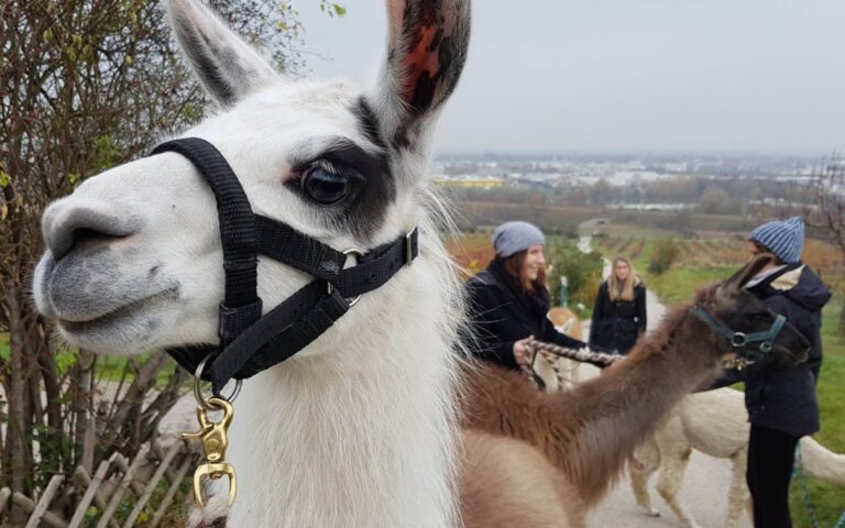 Mödling Vienna: Scenic Guided Hike With Alpacas and Llamas