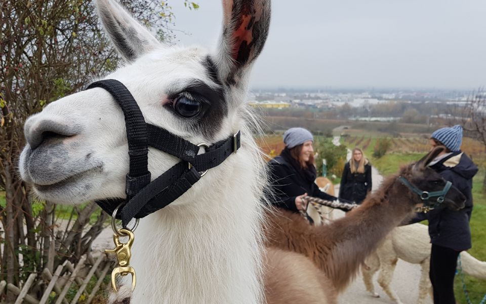 Mödling Vienna: Scenic Guided Hike With Alpacas and Llamas - Activity Details