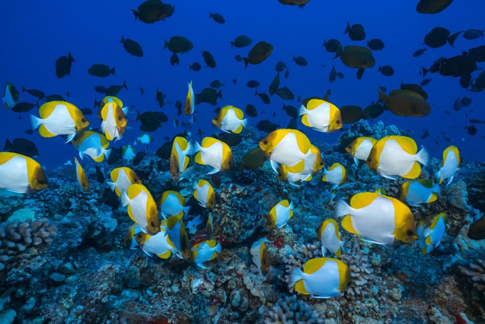 Molokini Snorkel & Slide 7AM - 12PM - Booking Information