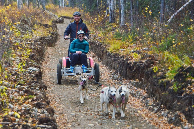 Mush Your Own Sled Dog Team (Summer/Fall Tour)