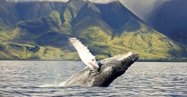 Oahu: Eco-Friendly West Coast Whale Watching Cruise