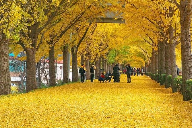 Odaesan National Park Hiking Day Tour: Explore Autumn Foliage Korea