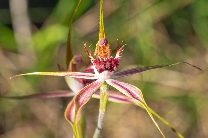 Orchids and Wildflowers Photographic Day Tour From Perth - Tour Highlights and Features