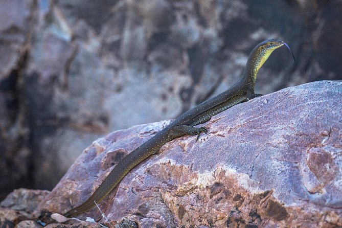 Ord River Explorer Cruise With Sunset - What to Expect on Board