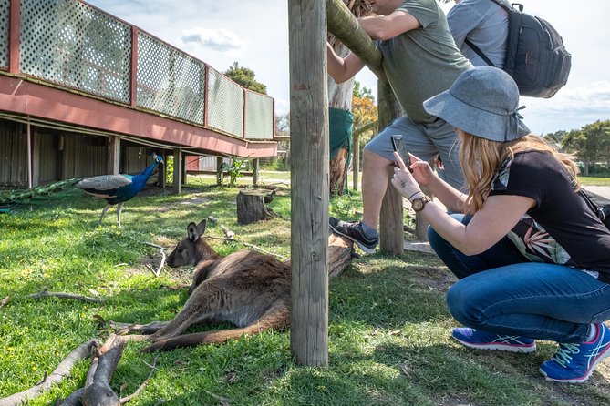 Phillip Island, Penguins, Koalas & Wildlife Tour – From Melbourne