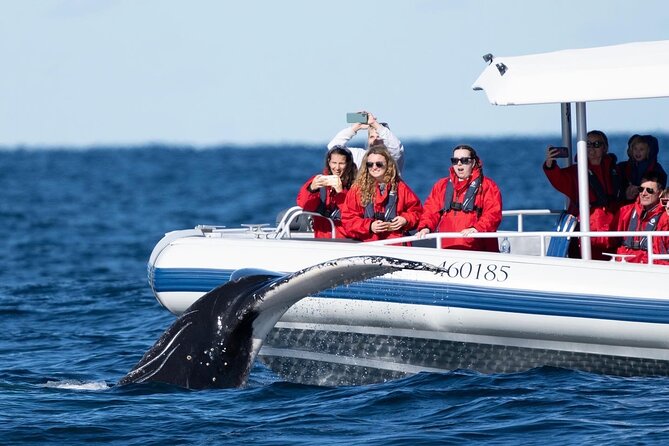 Premier Whale Watching Byron Bay