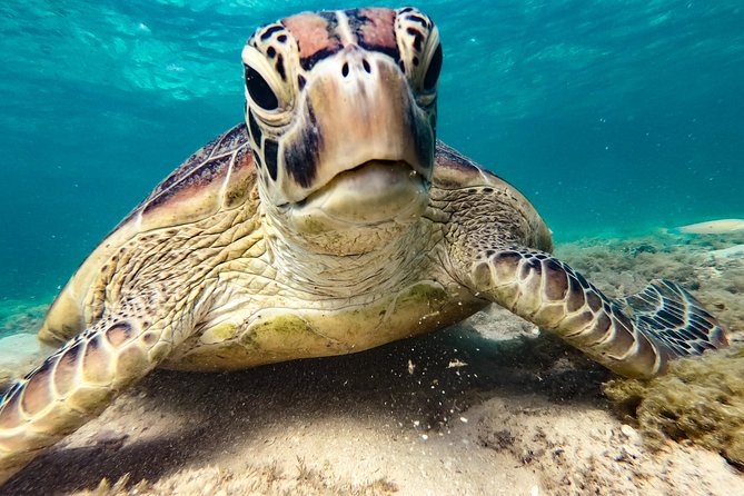 Premium Whitsunday Islands Sail, SUP & Snorkel Half Day Tour - Meeting and Pickup Details