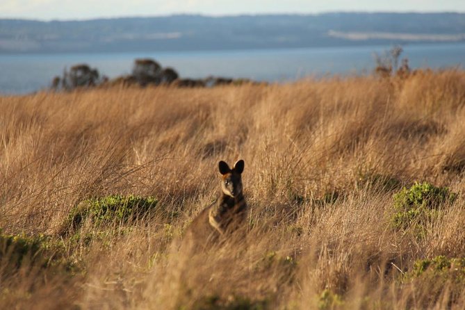 Private Great Ocean Road - The Ultimate Aussie Adventure - Unforgettable Private Tour Experience