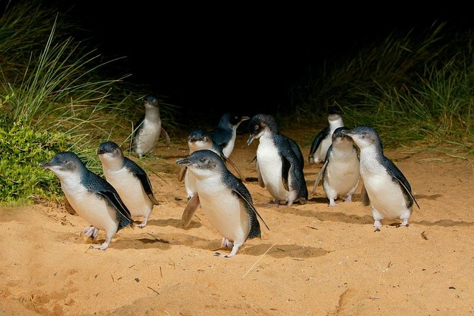 [Private Tour] “Penguin Parade” Phillip Island Tour. - Exploring Phillip Islands Wildlife