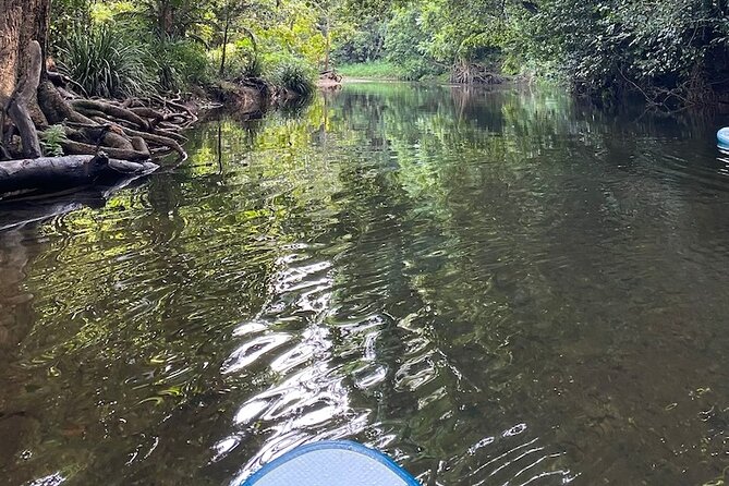 Rainforest Drift - FreshWater Rainforest - Exploring the FreshWater Rainforest